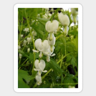 white bleeding hearts #4 Sticker